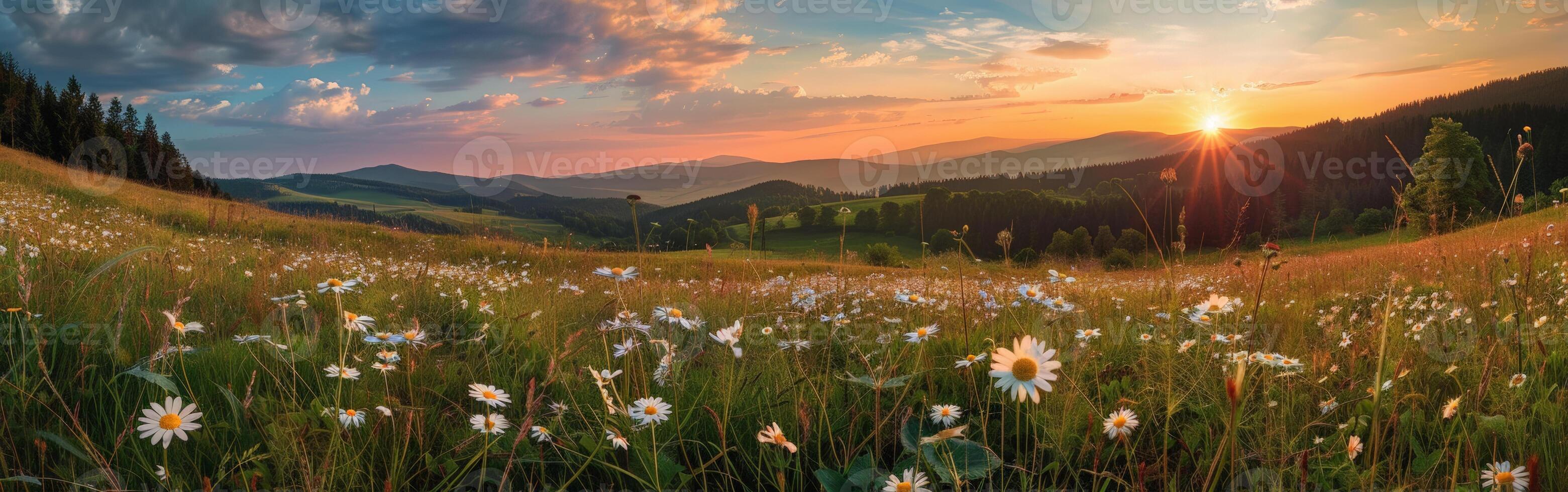 Sonne Rahmen Über Wildblume Feld foto