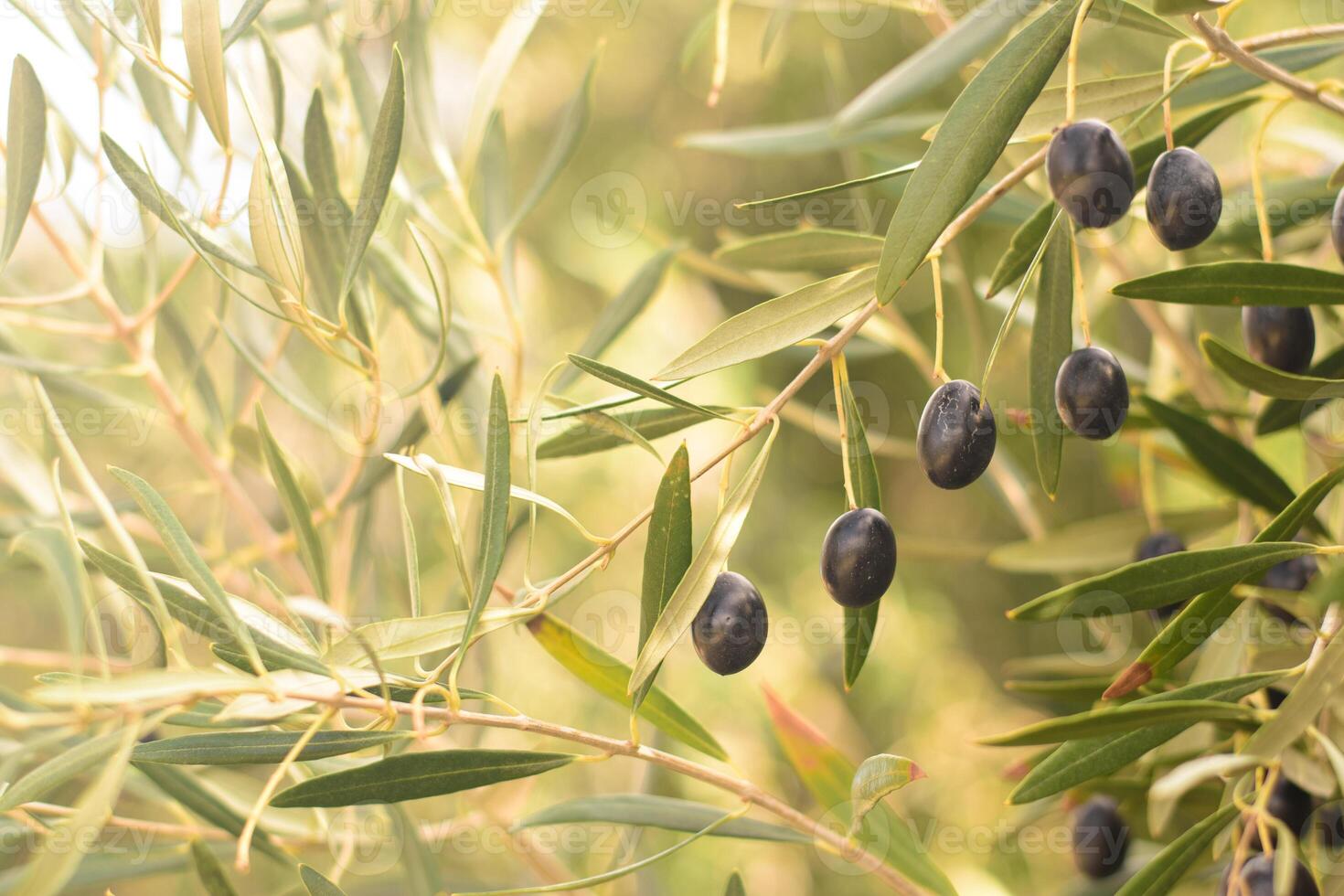 selektiv Fokus Olivenbaum Ast mit reif schwarz Oliven bereit zum Ernte. gesund Lebensstil und Frieden Symbol Konzept. schließen oben Sicht. verschwommen Natur Hintergrund. Chios, Griechenland foto