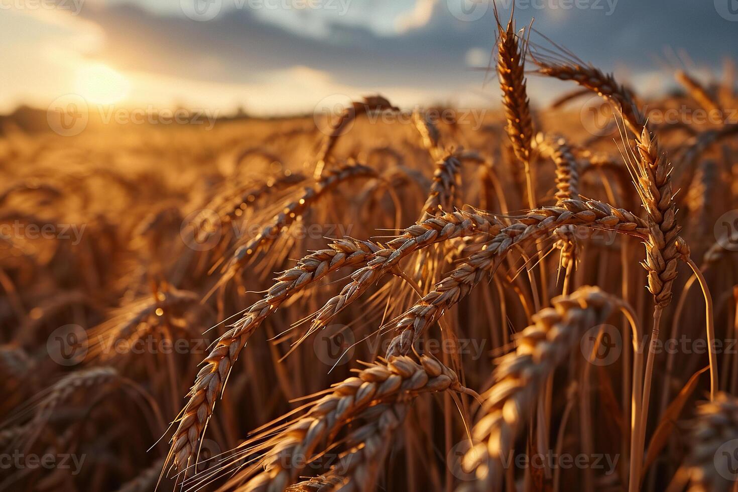 Nahansicht von ein schön Weizen Feld im das Strahlen von Sonnenuntergang. schön Dorf Landschaft. ein reichlich Ernte. generiert durch künstlich Intelligenz foto