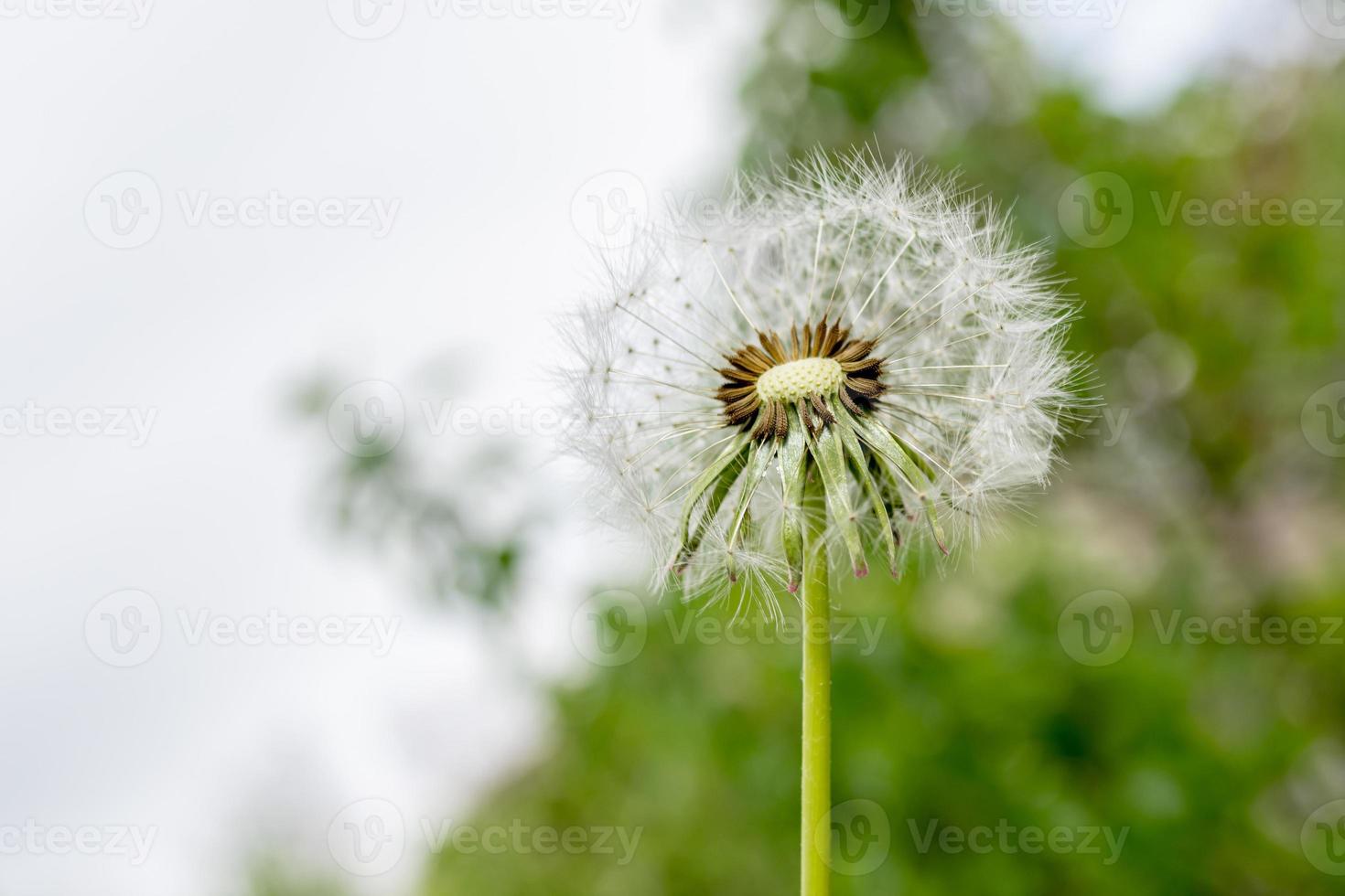 Löwenzahnsamen auf den Köpfen. Sommerfoto. foto