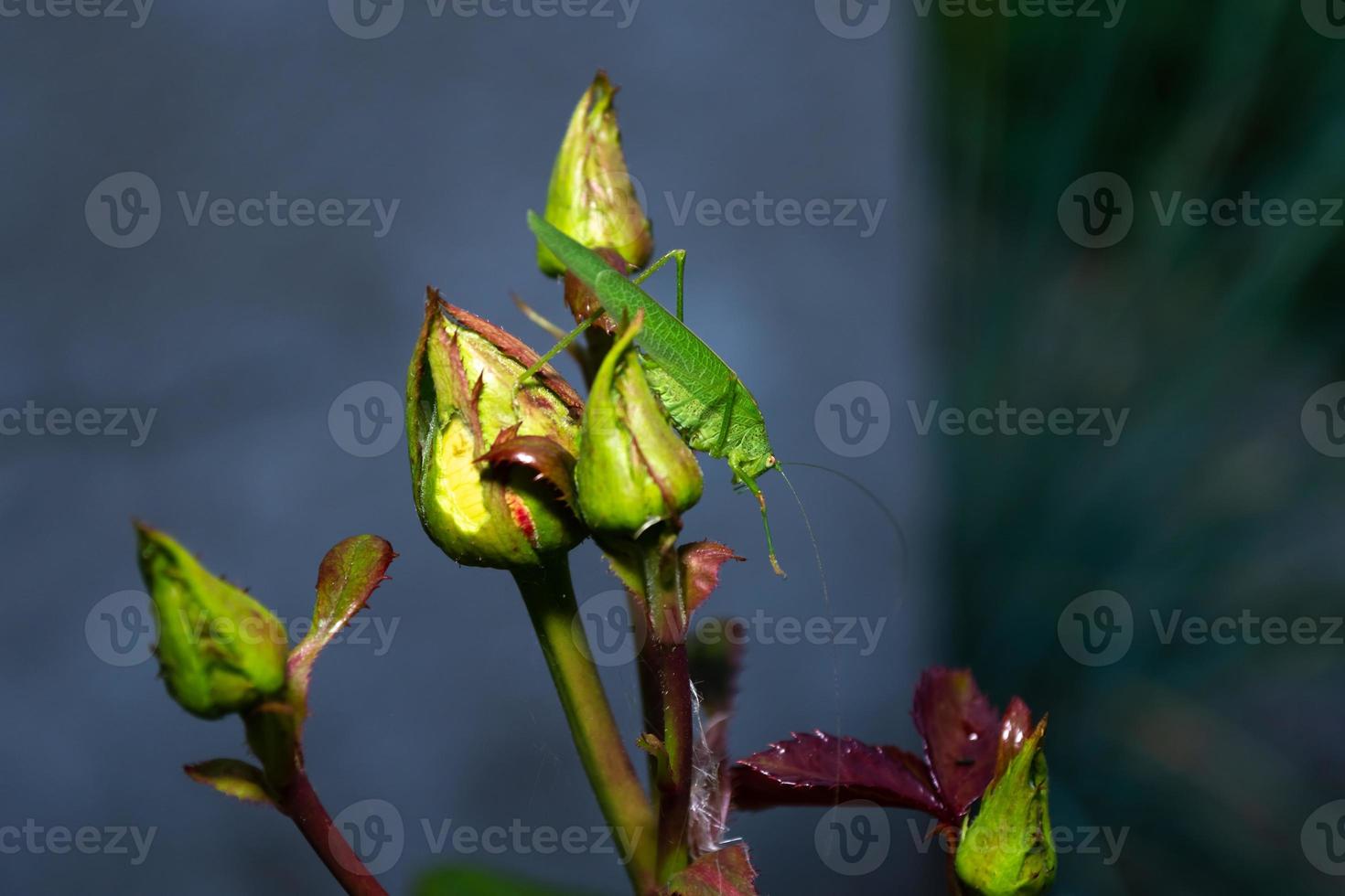 springendes Insekt Ridgeback Heuschrecke foto