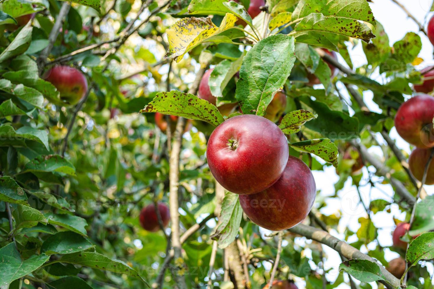 Reife rote Äpfel hängen vom Baum, bevor sie im Herbst geerntet werden. foto