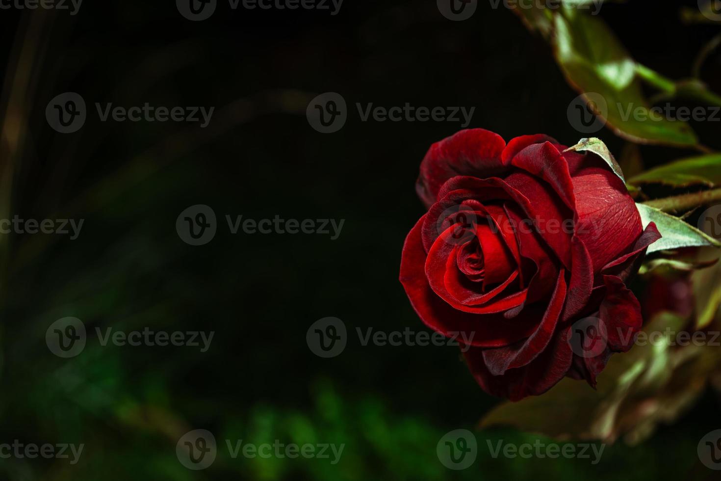 Samt burgunderrote Rose auf dunklem Hintergrund foto