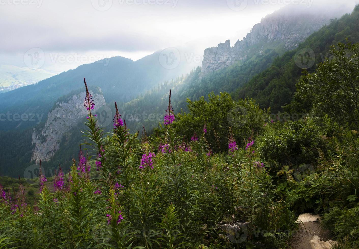 Nebelschleier über einem Bergtal mit Blumen im Vordergrund foto