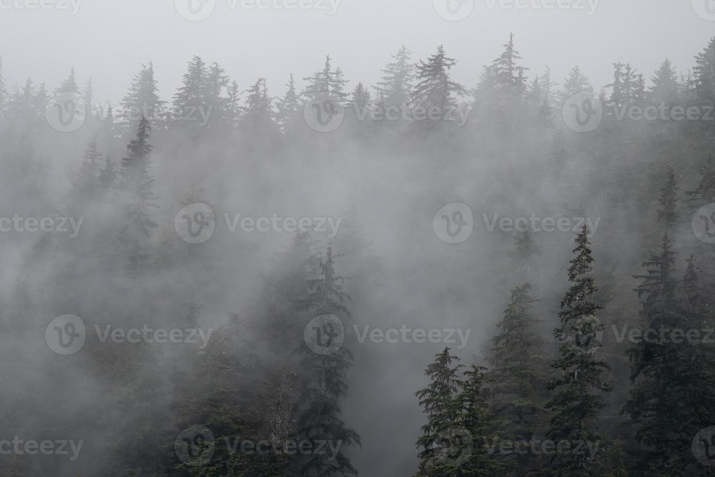 Nebel und Regenwald von Alaska, Alaska foto