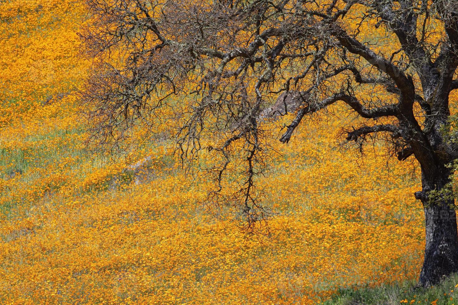 Kalifornische Mohnblumen im Frühling foto