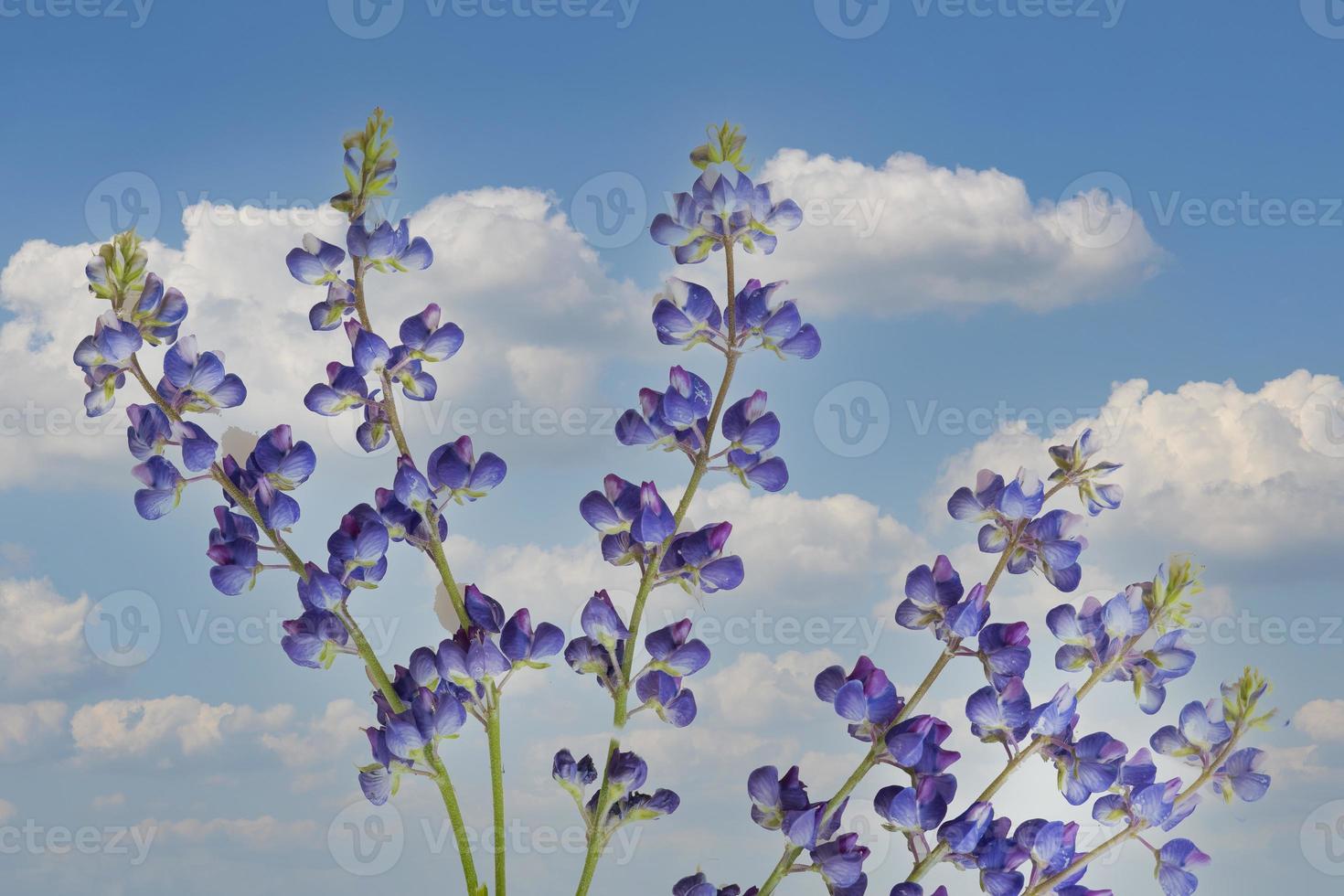 Lupinen-Komposit mit Himmel foto