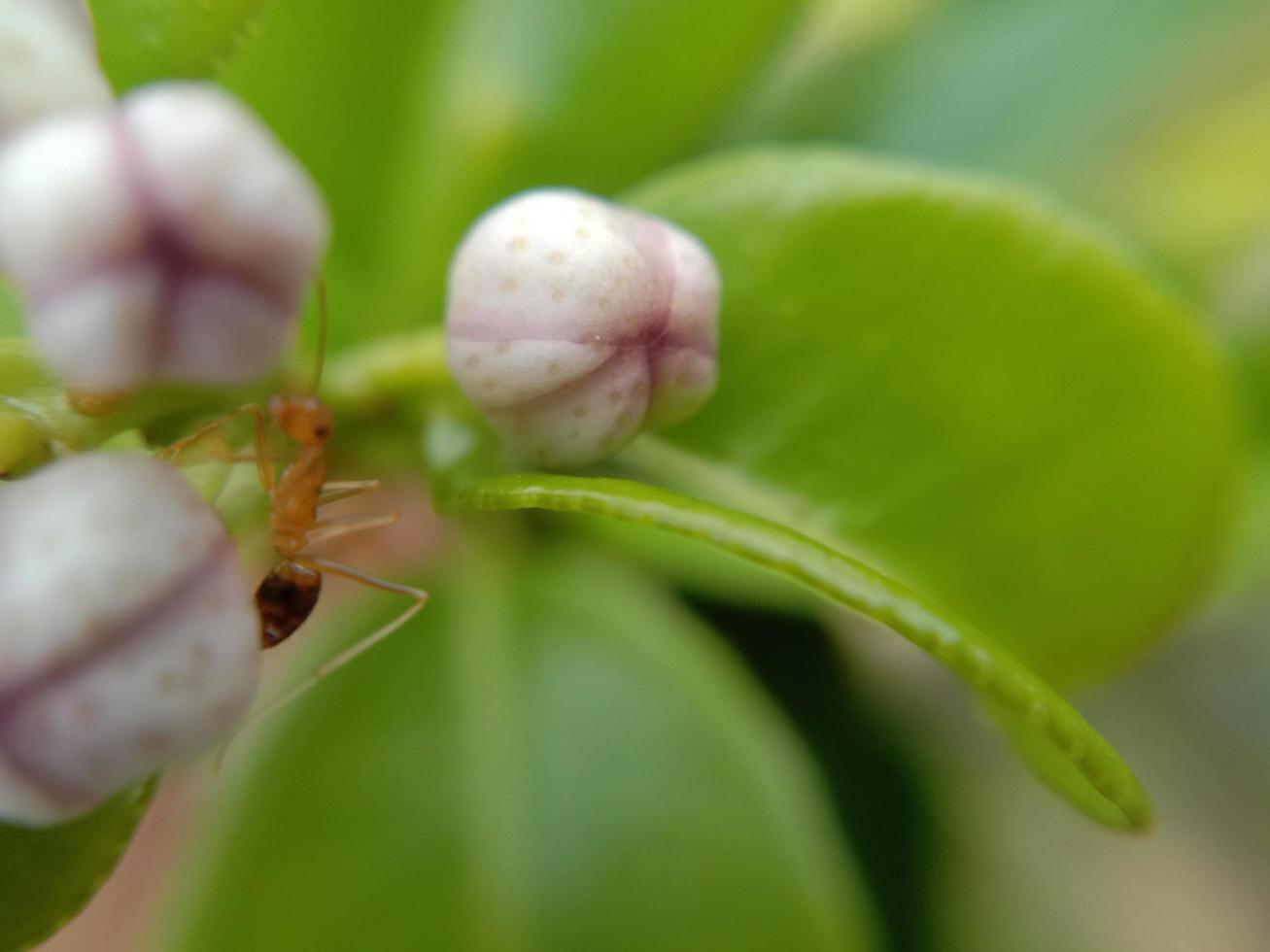 Nahaufnahme von Orangenblüten foto