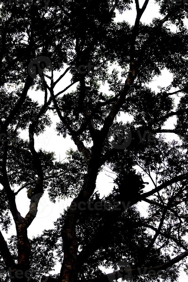 Silhouette von Ästen und einem Baum in Rio de Janeiro, Brasilien. foto