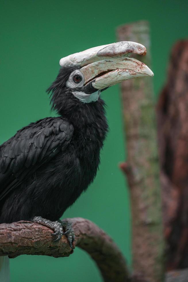 Porträt des Nashornvogels foto