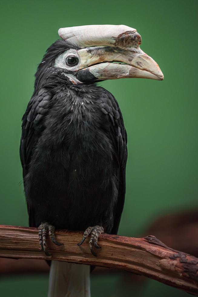 Porträt des Nashornvogels foto