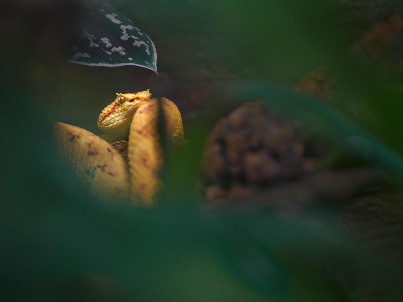 Wimpernviper hinter Blättern foto