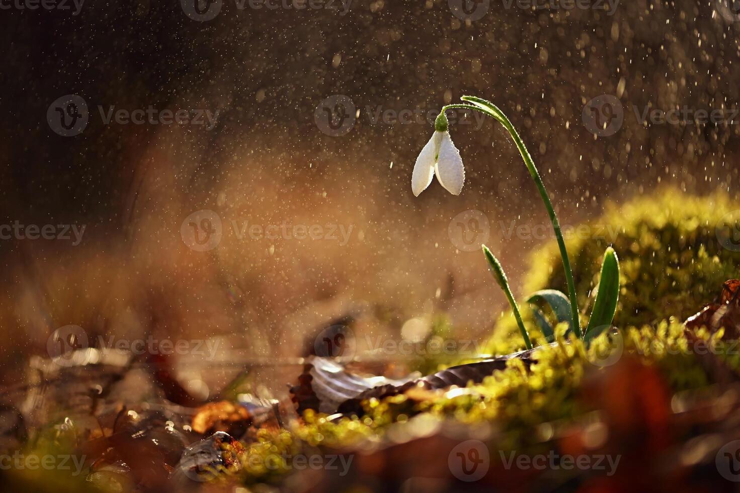 Frühling bunt Hintergrund mit Blume. schön Natur im Frühling Zeit. Schneeglöckchen - - Galanthus nivalis. Regen beim Sonnenuntergang im das Wald. foto