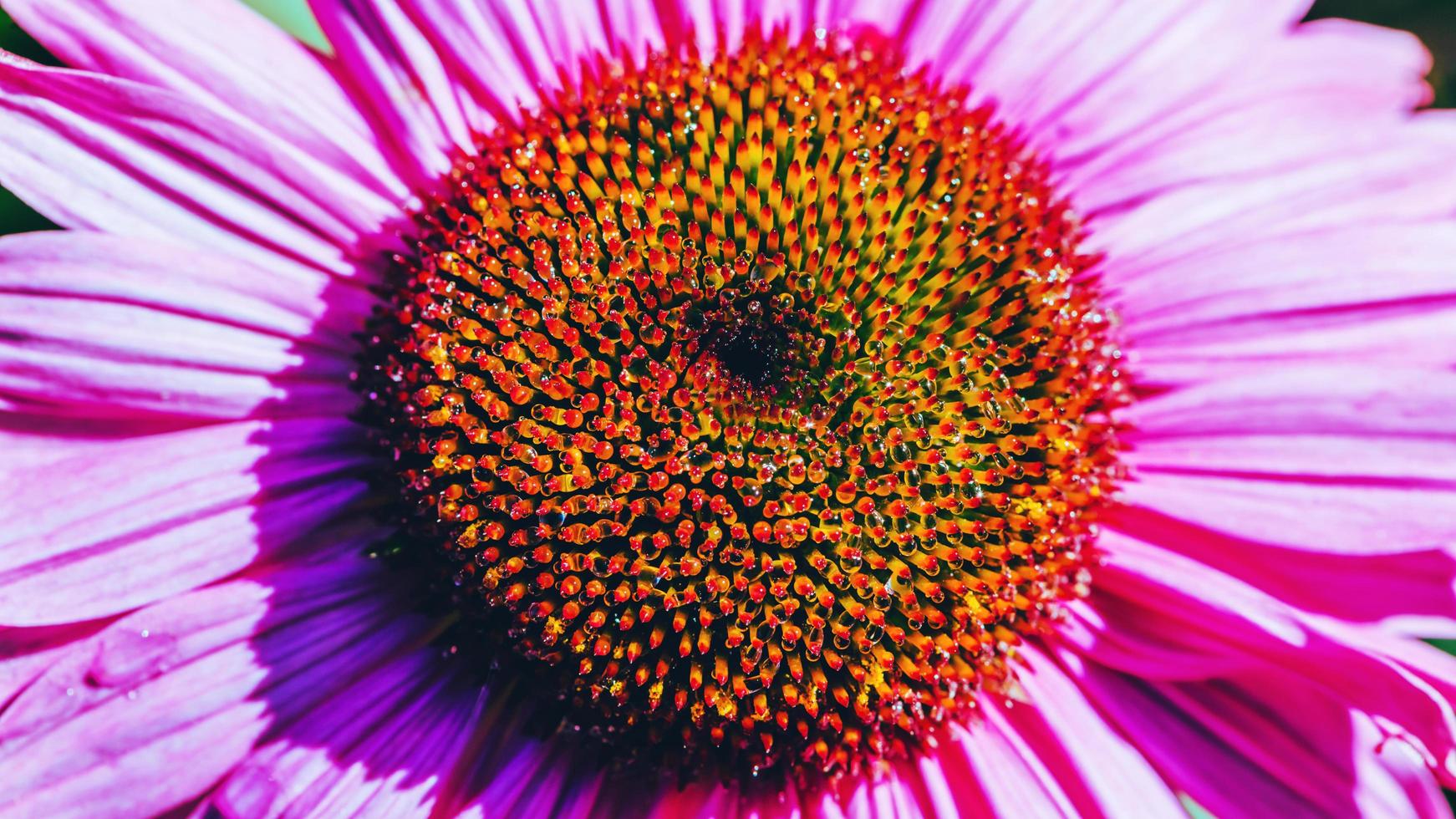 hintergrund natur blume osteospermum. lilane Blumen. haben Tau auf Pollen. Vollbild. Hintergrundunschärfe foto