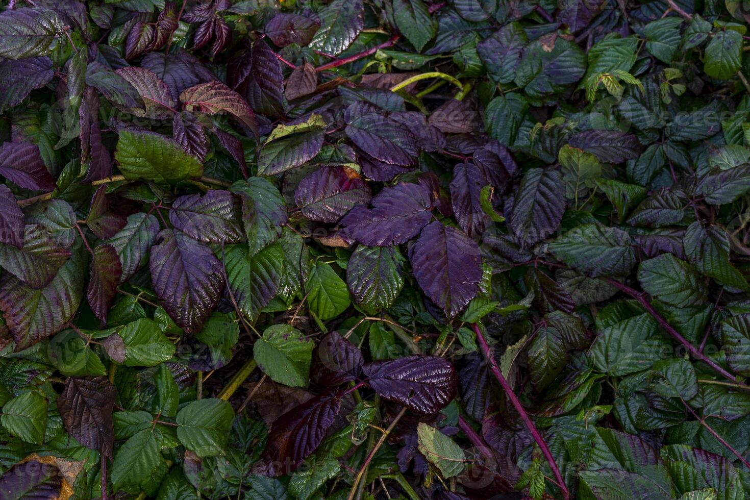 bunt Herbst Blätter, schön Hintergrund foto