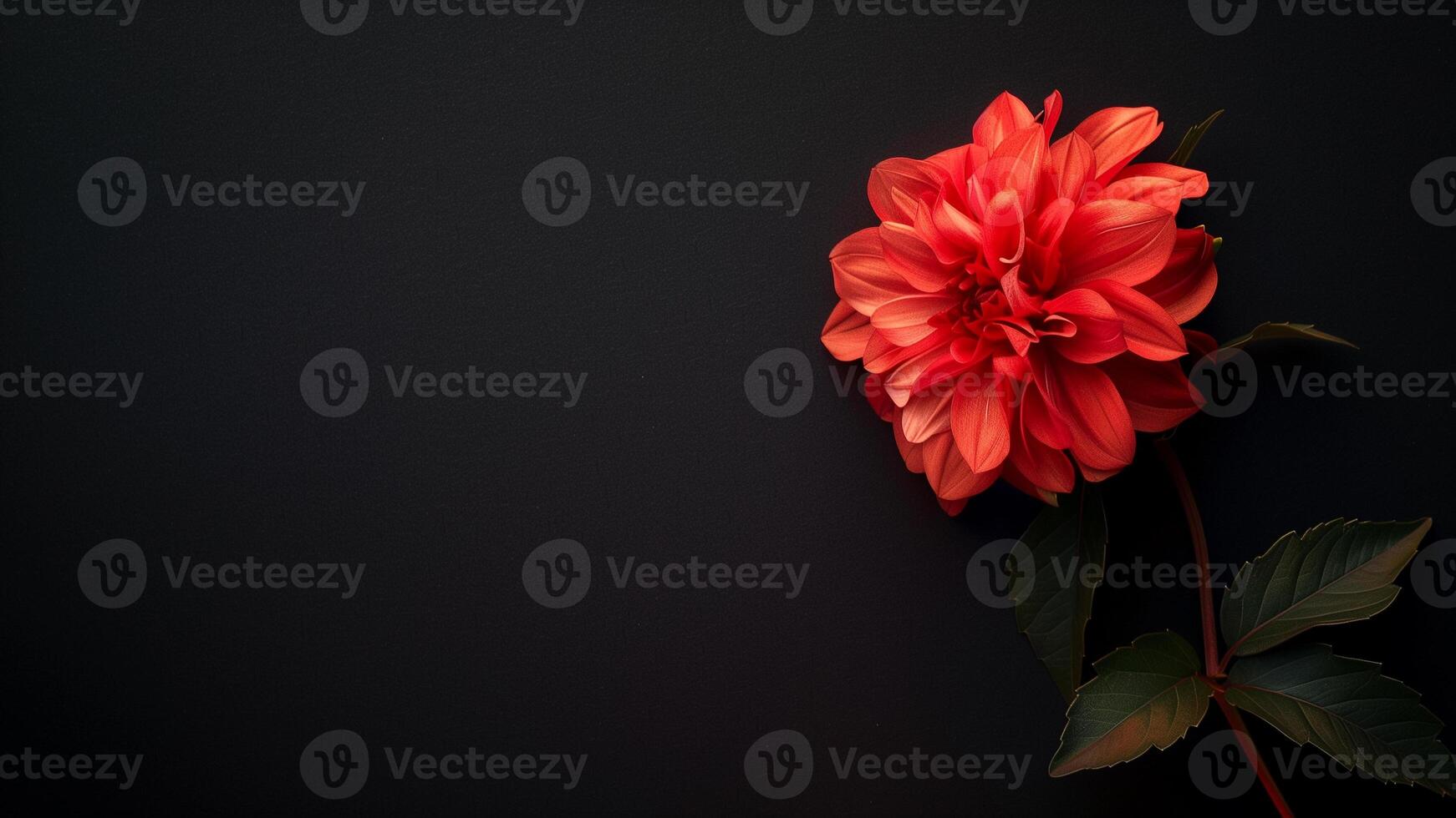 rot Dahlie Blume auf schwarz Hintergrund. eben legen, oben Sicht. foto