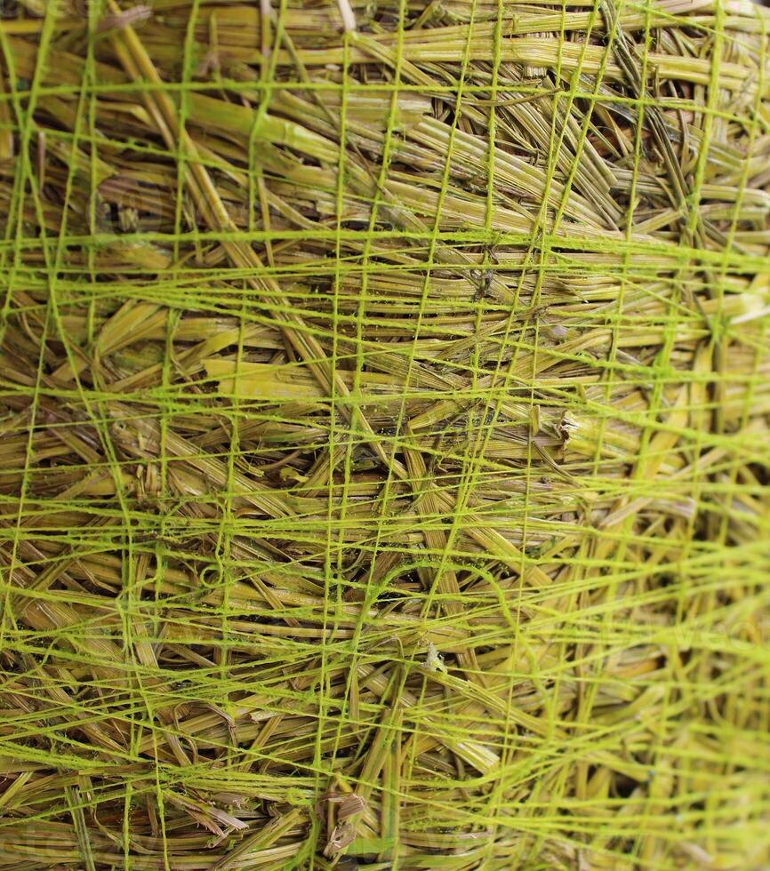 Weide, Gras und Faden Textur auf Seite Teil von gewebte Korb Lager Foto zum Hintergründe