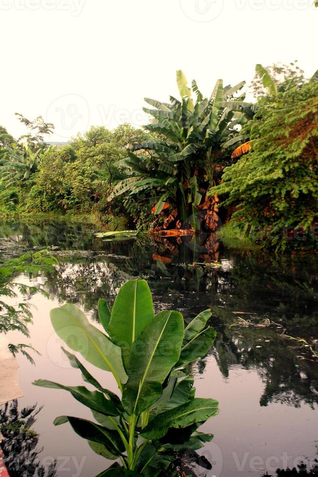 ein klein Fluss im das Mitte von ein Gehäuse Komplex im Indonesien. foto