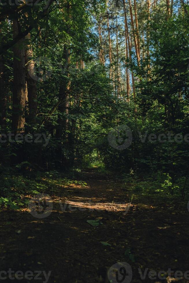 Straße Vorbeigehen durch unheimlich mysteriös dunkel Grün Wald mit Grün Licht im Herbst. Natur neblig Landschaft. Weg durch mysteriös dunkel alt Wald. magisch Atmosphäre foto