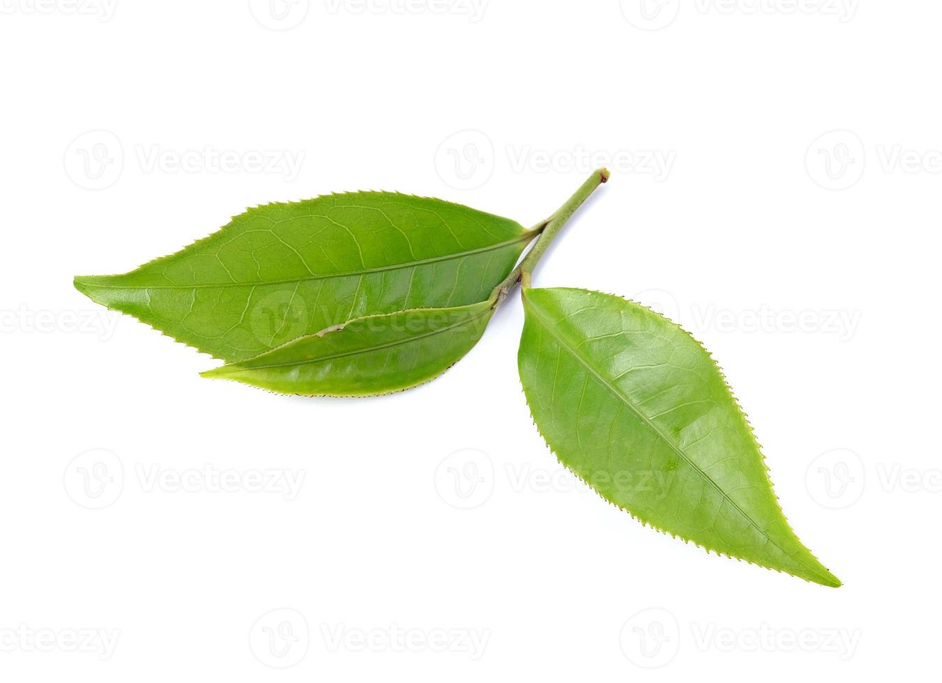 Teeblatt isoliert auf weißem Hintergrund foto