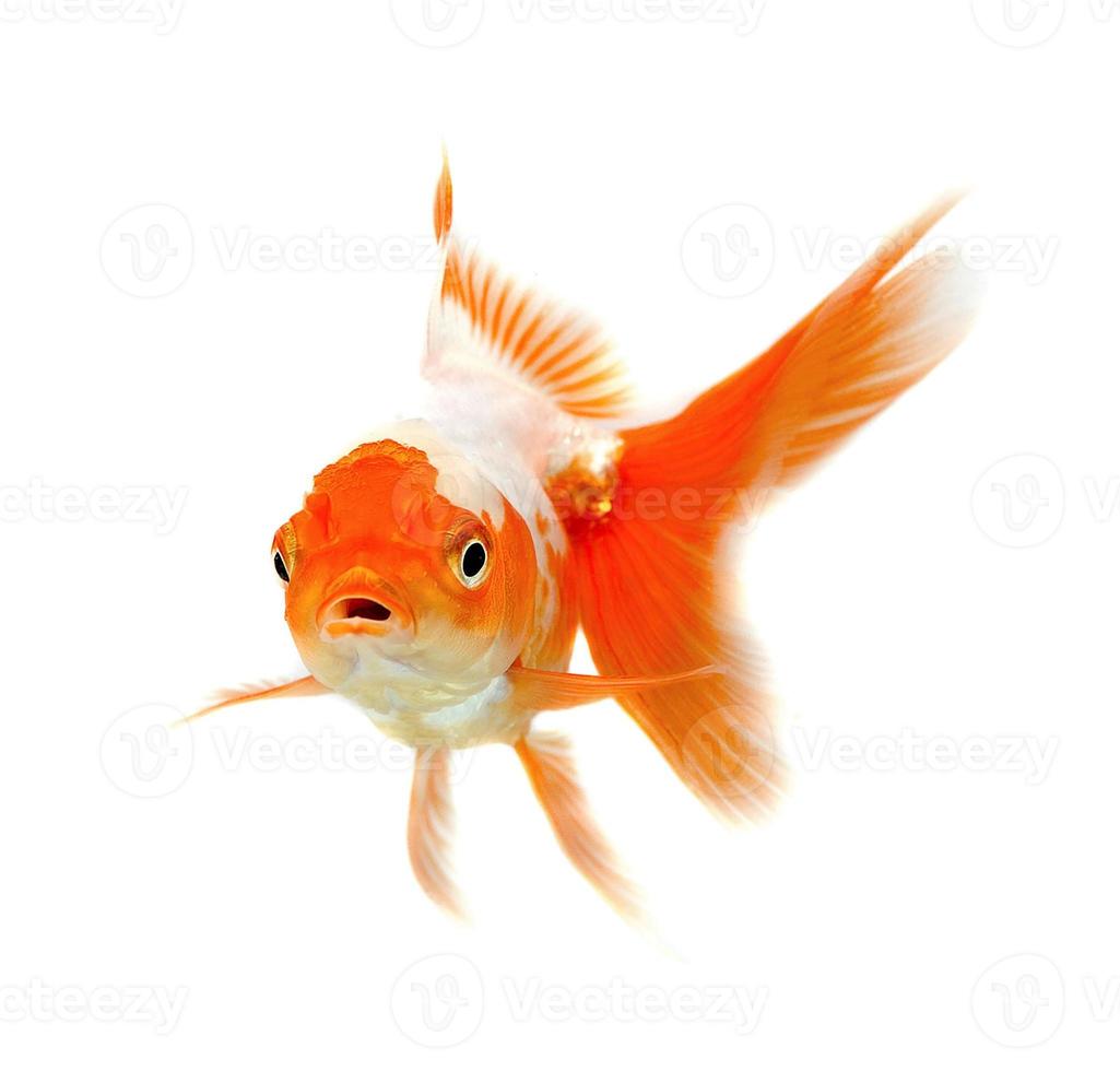 goldener Fisch. Isolation auf dem Weiß foto