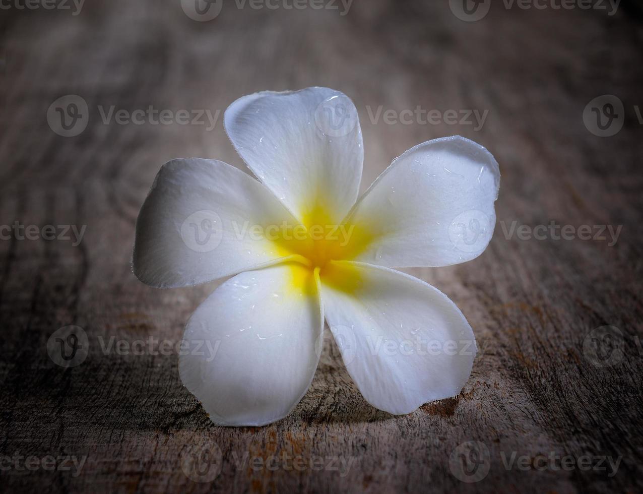 Frangipani auf Holz foto