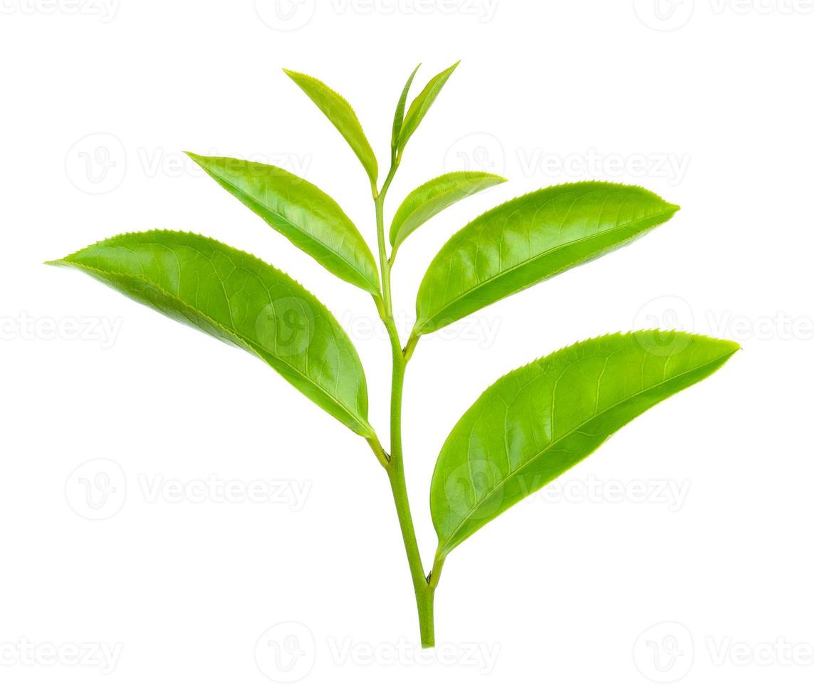 grünes Teeblatt isoliert auf weißem Hintergrund foto