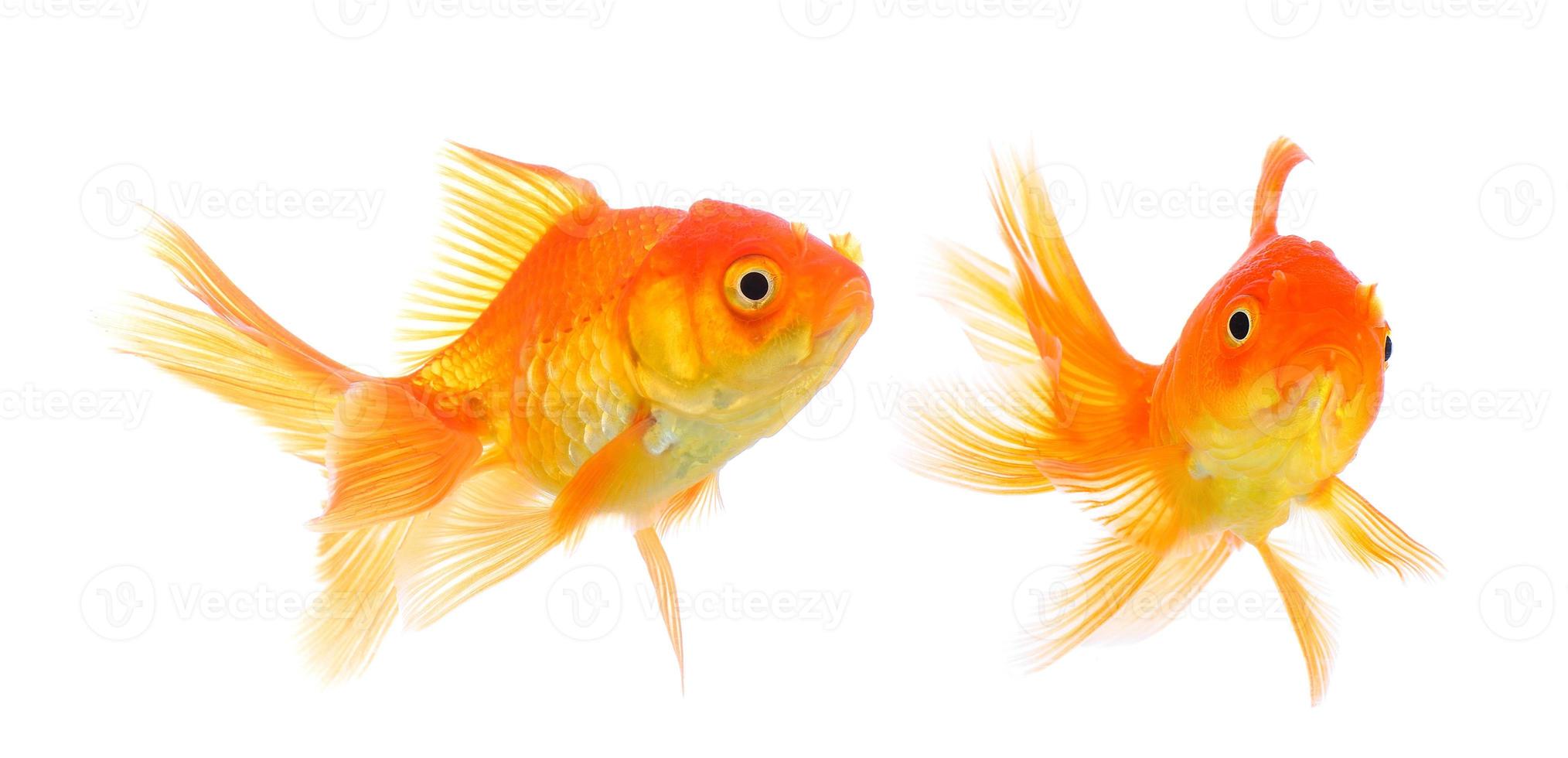 Goldfisch auf weißem Hintergrund foto
