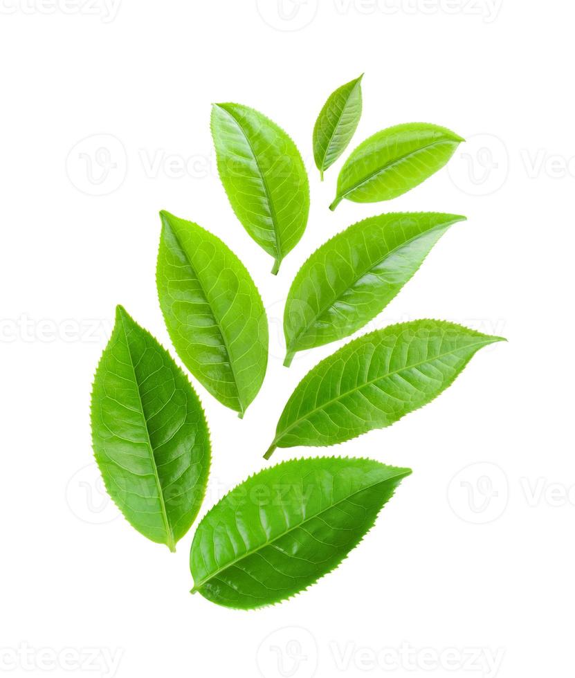 Teeblätter auf weißem Hintergrund foto