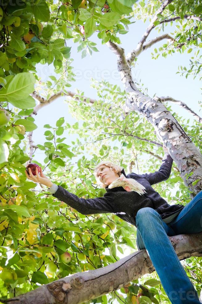 Mädchen sitzt auf einem Apfelbaum und greift nach einem Zweig mit Äpfeln foto