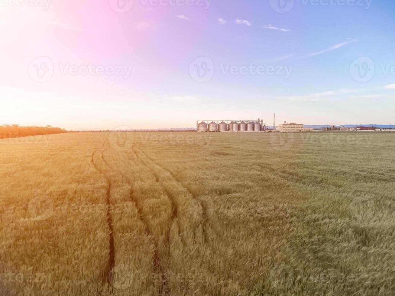 Korn Silos auf ein Grün Feld Hintergrund mit warm Sonnenuntergang Licht. Korn Aufzug. Metall Korn Aufzug im landwirtschaftlich Zone. Landwirtschaft Lager zum Ernte. Antenne Aussicht von landwirtschaftlich Fabrik. niemand. foto