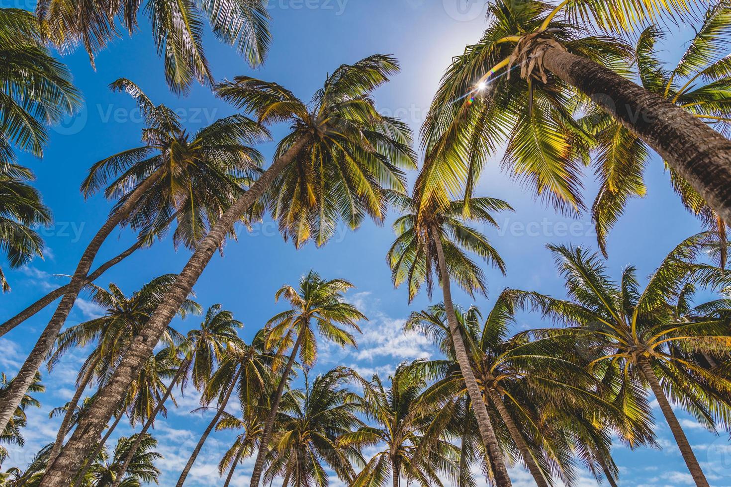 Palmen und Sonnenlicht foto