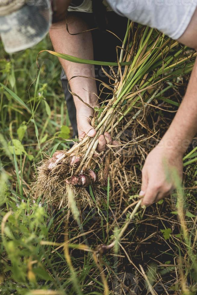 Handvoll frisch gepflückter Knoblauch auf dem Feld foto