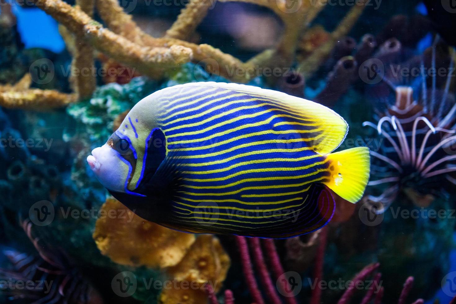 Imperialer Seeteufel Nahaufnahme im Salzwasseraquarium foto