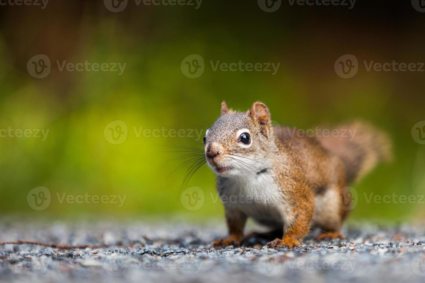 Nahaufnahme eines roten Eichhörnchens auf dem Boden. foto
