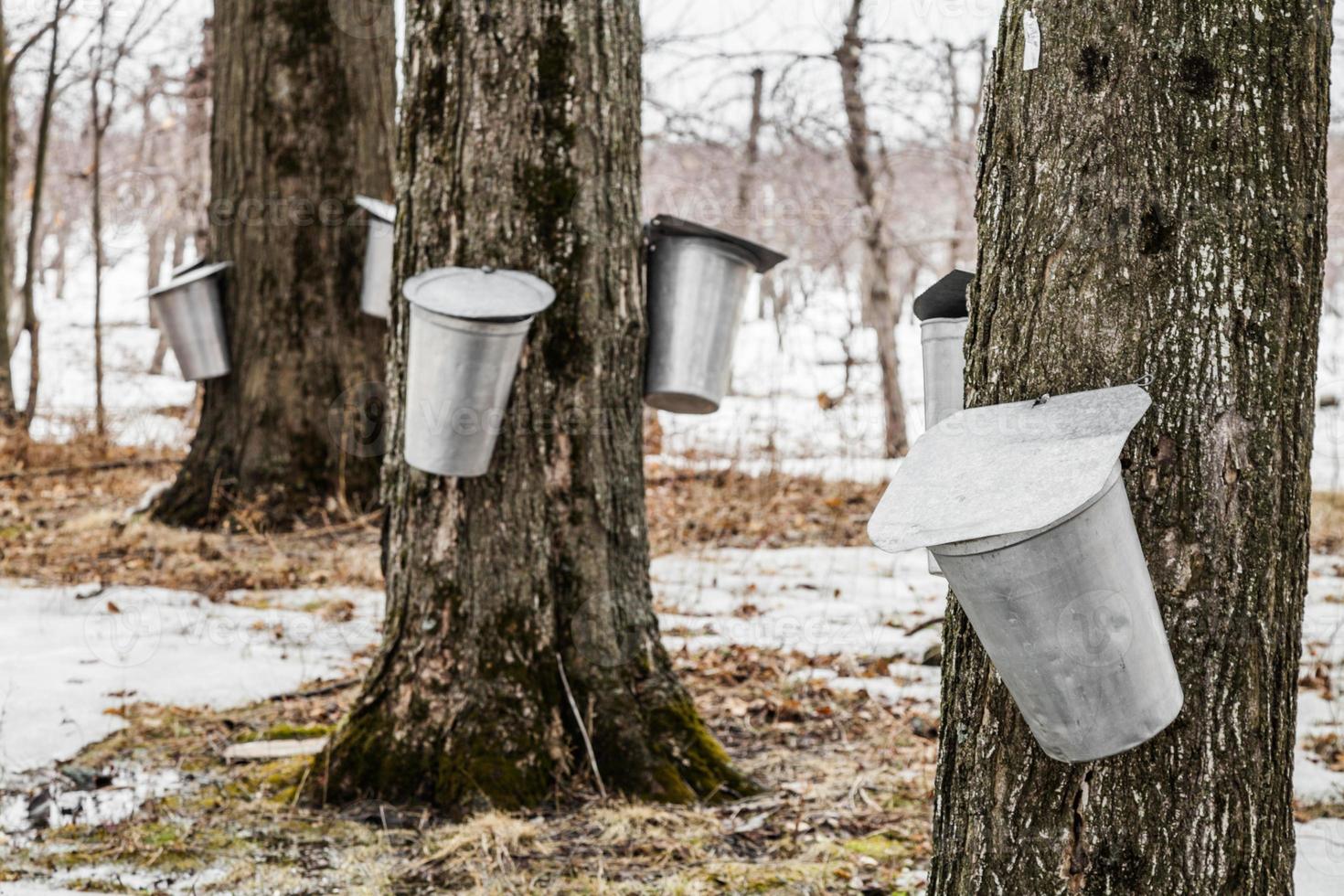 Wald aus Ahornsafteimern auf Bäumen foto