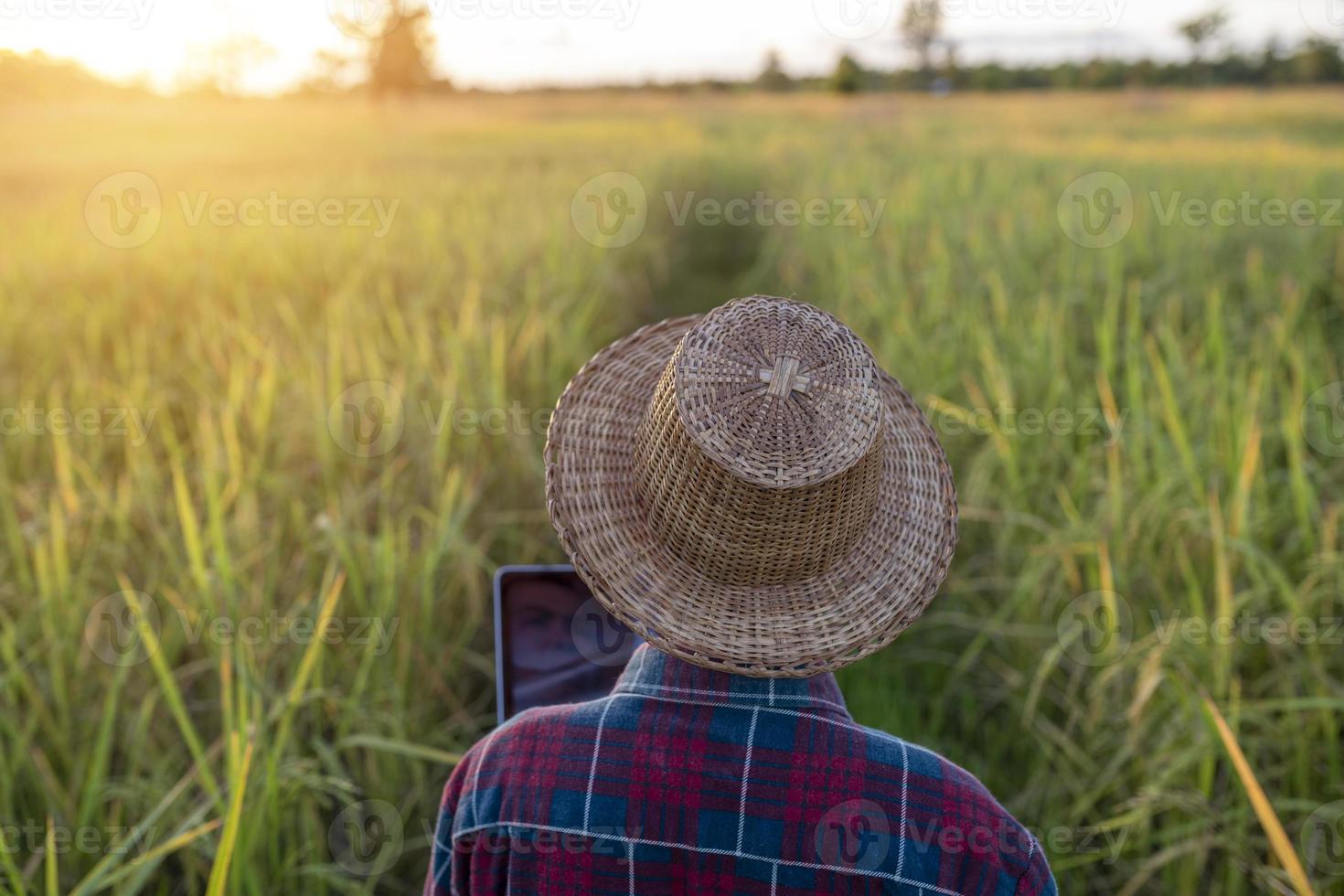 Rückseite Senior Farmer verwenden Laptop im Reisfeld arbeiten foto