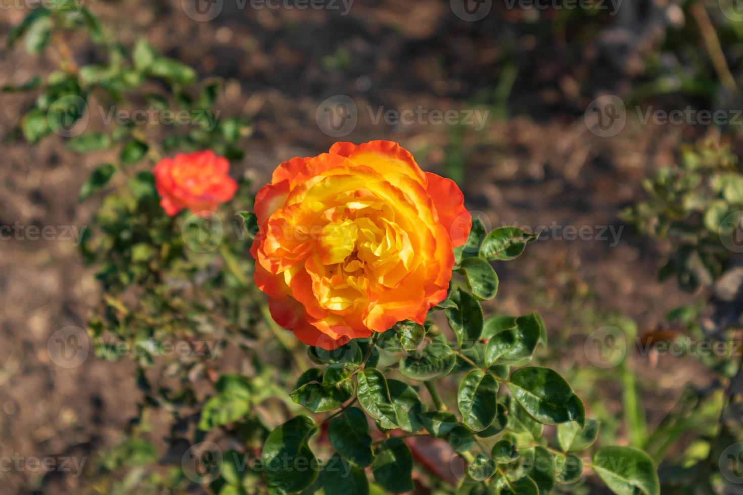 Orangenblüte im Garten foto