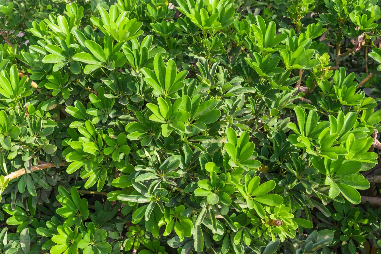 grüner Blätterhintergrund foto