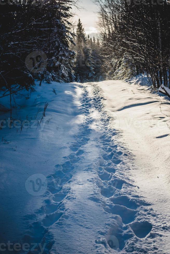 Schritte von Paaren, die im wilden Wald spazieren gehen. foto