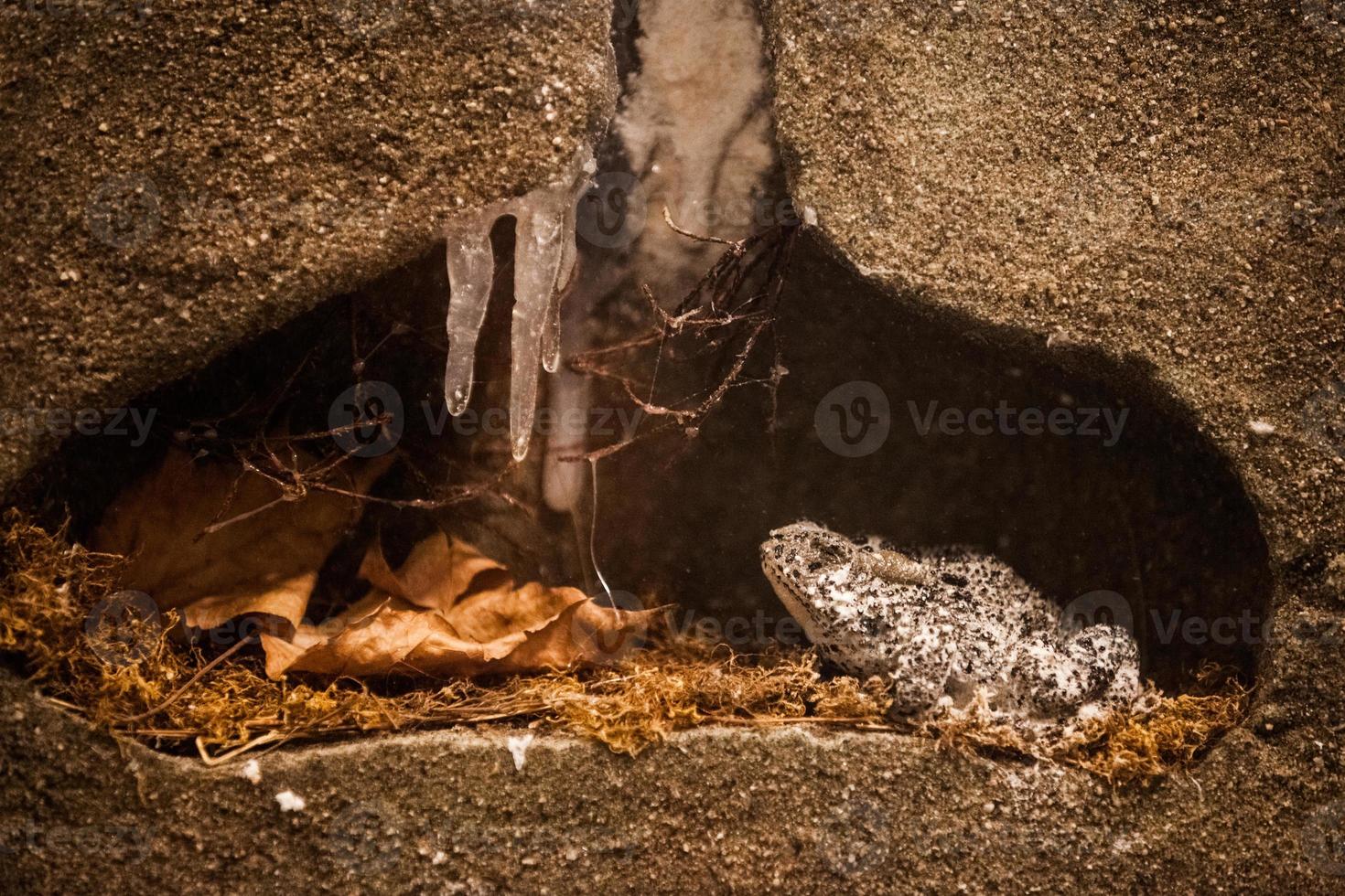 Winterschlaf. gefrorener Frosch in seinem Winterlebensraum foto