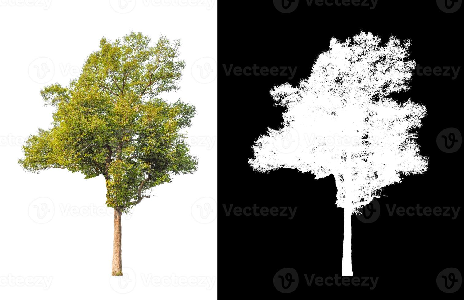 Baum, die auf einem weißen Hintergrund isoliert sind, eignen sich sowohl für den Druck als auch für Webseiten foto