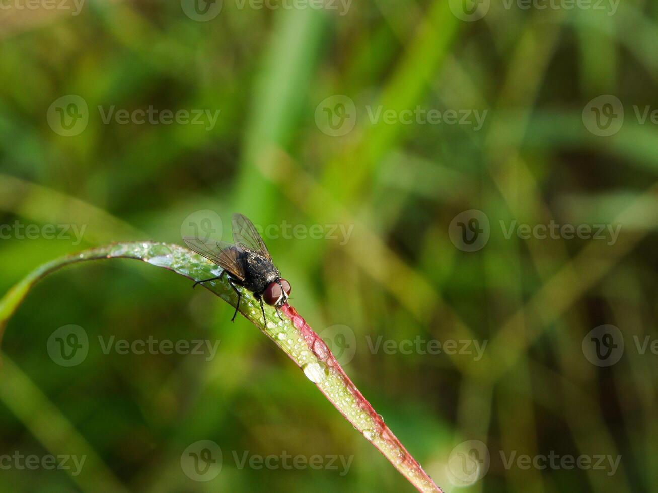 Insekten Fliege, Licht Grün Gras mit Sonnenlicht foto