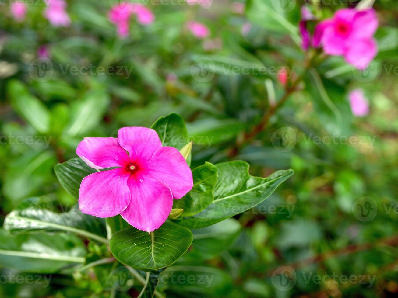 Rosa Blumen blühen im das Frühling, schön Rosa Blumen. foto