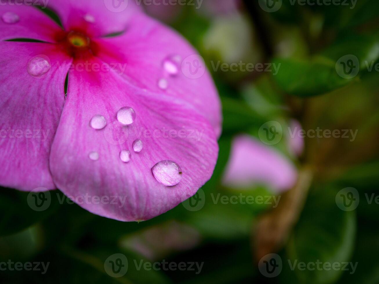 Rosa Blumen blühen im das Frühling, schön Rosa Blumen. foto