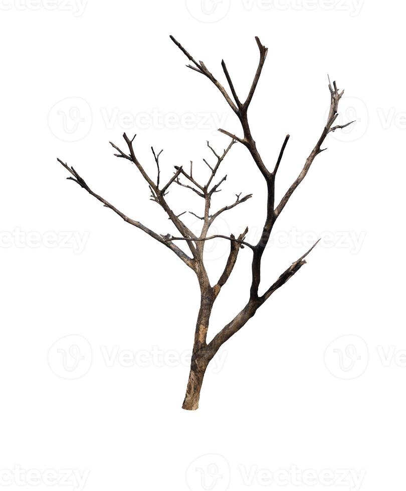 toter Baum isoliert auf weißem Hintergrund foto