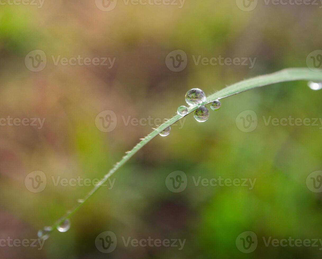 Nahansicht von Regentropfen auf Blätter foto