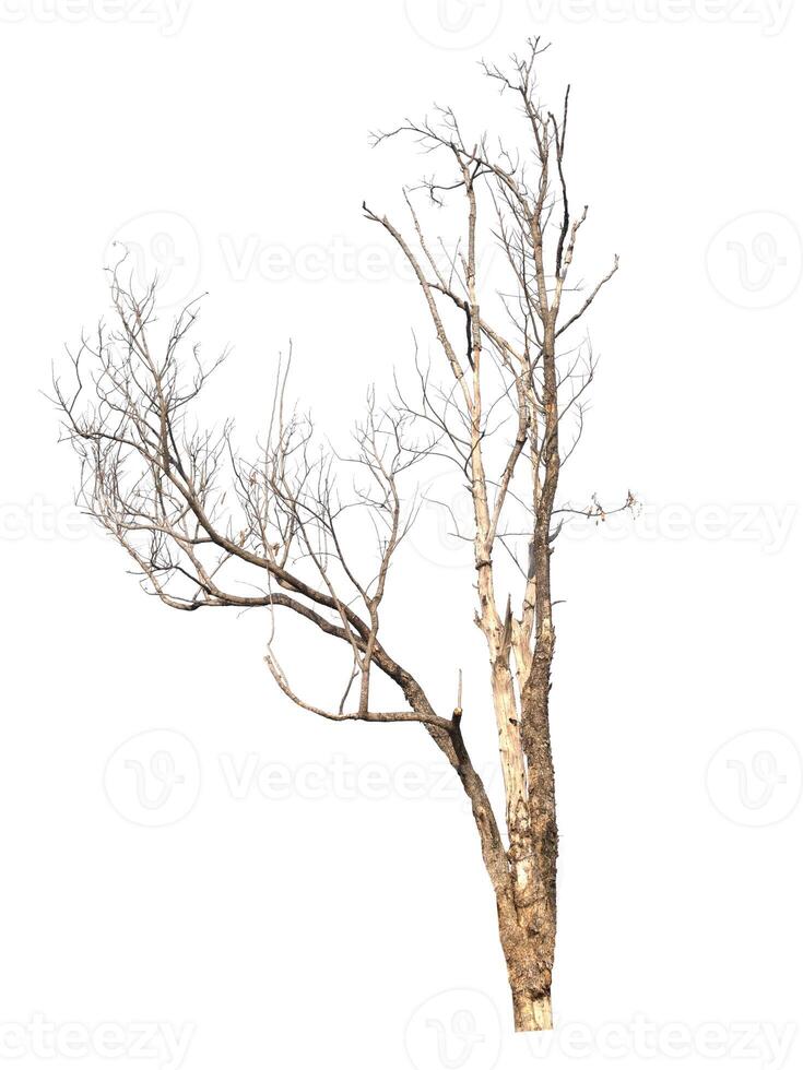 toter Baum isoliert auf weißem Hintergrund foto