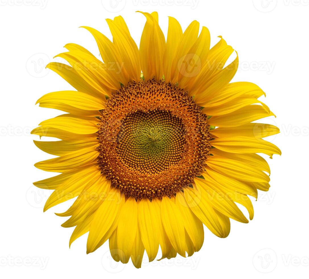 Sonnenblume Blume, Nahansicht isoliert auf Weiß Hintergrund foto