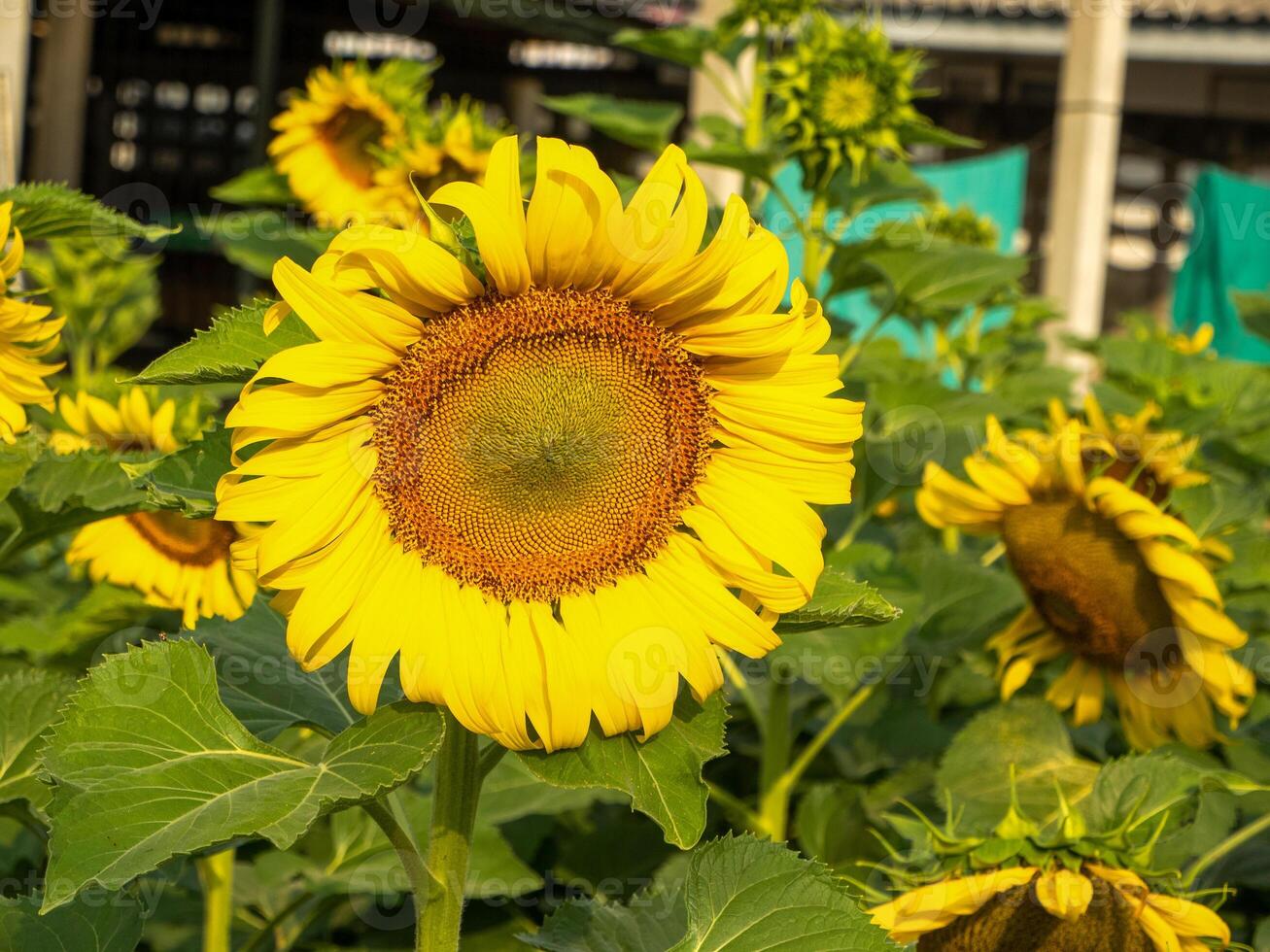 Sonnenblume Blühen im das Morgen Himmel Hintergrund foto